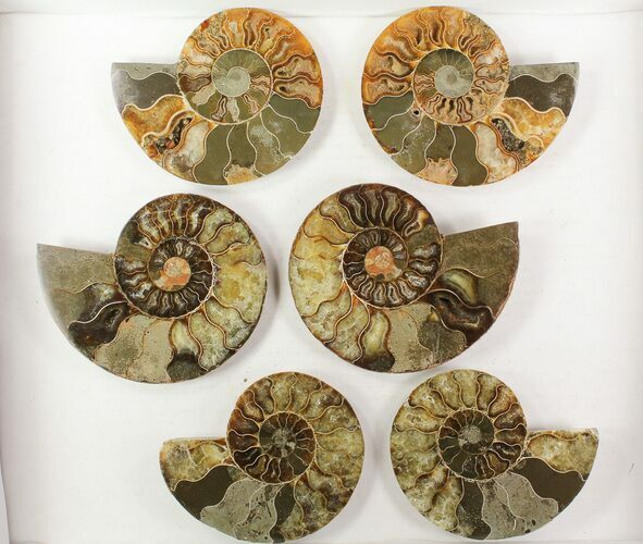 Lot: / - Cut Ammonite Pairs (Grade B) - Pairs #77336